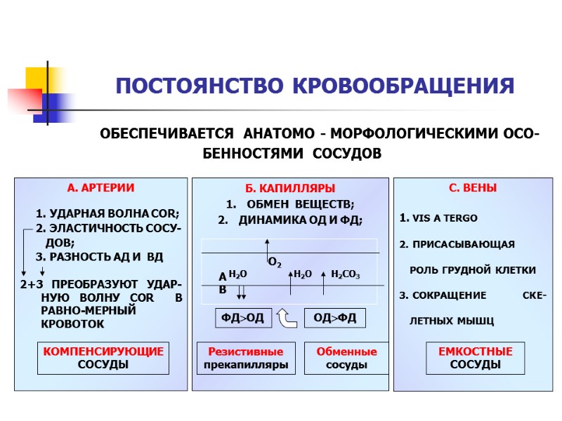 ОБЕСПЕЧИВАЕТСЯ  АНАТОМО - МОРФОЛОГИЧЕСКИМИ ОСО-        